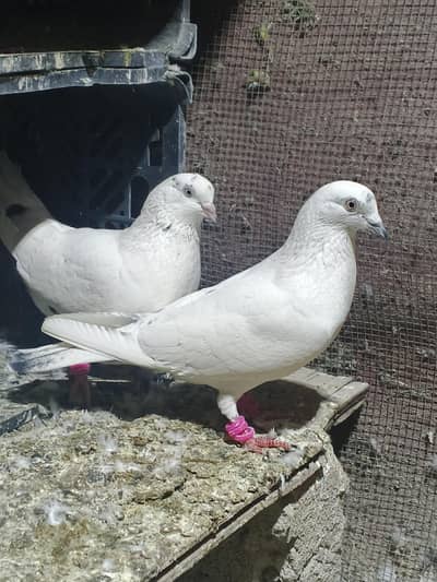 High flyer breeder pairs