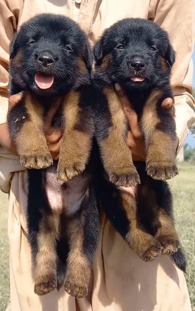 German Shepherd double coat pair 2 month for sale