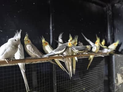 total 28 pice 03346566002