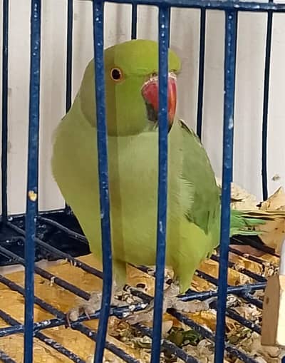 Green parrot