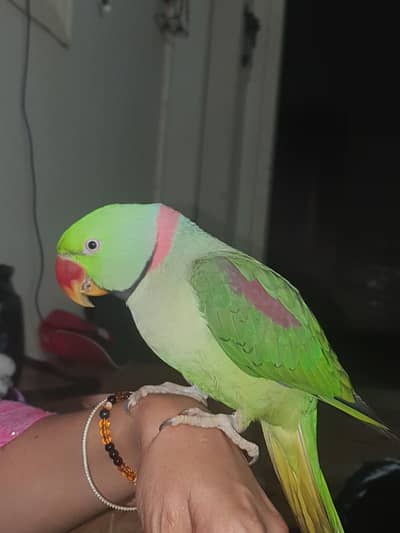 KASMIRI ALEXANDER PARROT