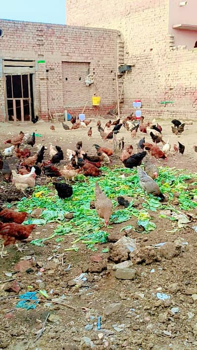 Golden Mishri Chickens Urgent For Sale  total 65 pieces hen chickens