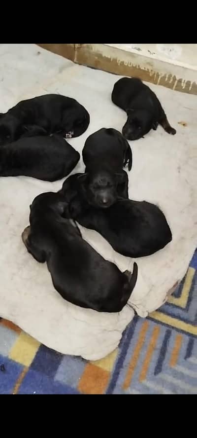 German Shepherd dog for sale puppy  only WhatsApp 03244911352