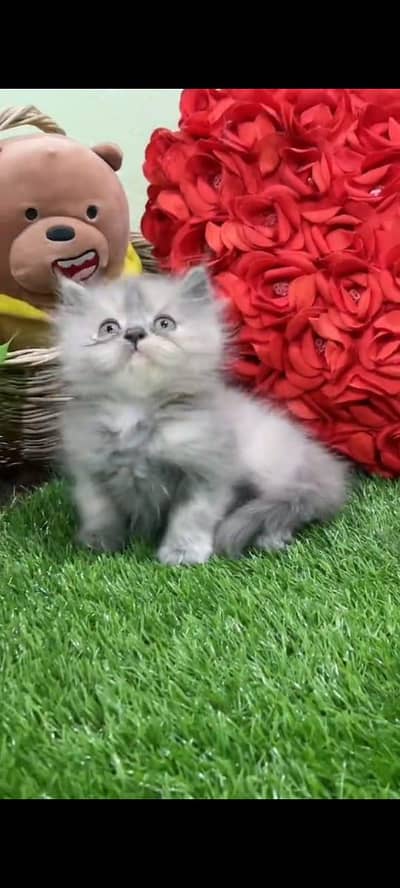 Persian cat vaccinated