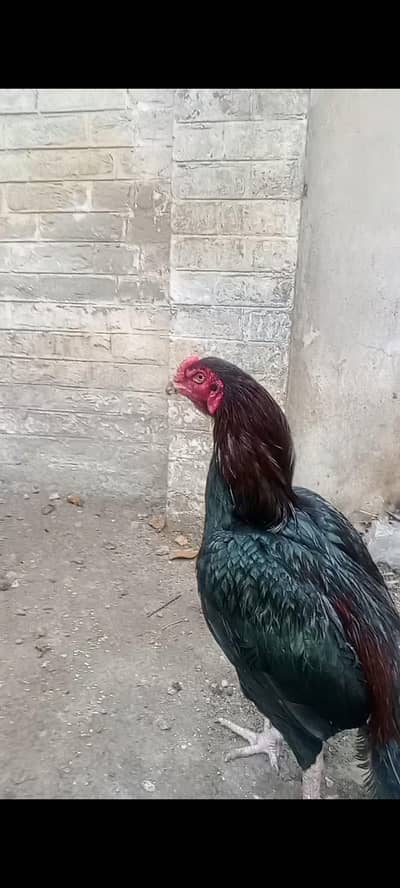 Aseel Amroha Murga pure quality