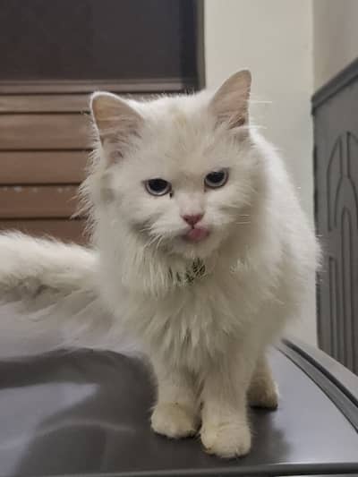 Persian cat