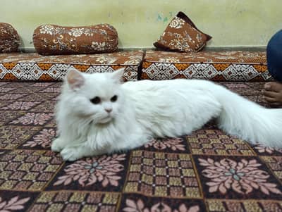 Triple Coated Persian Cat