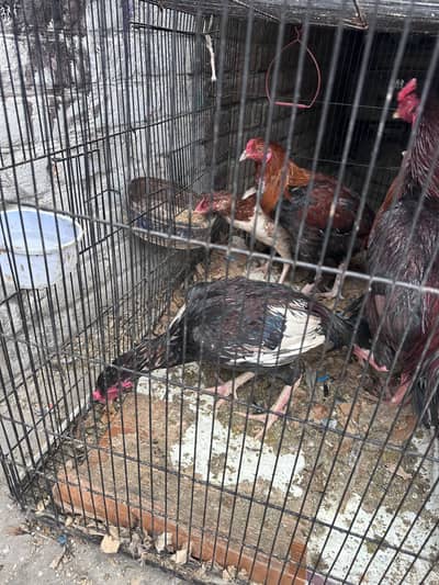 Aseel thai cross and mian wali phaty