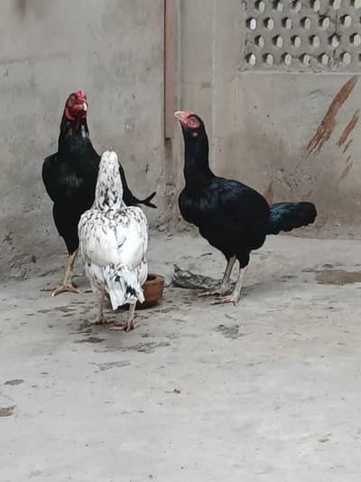 aseel murga murgi sale 03129906268