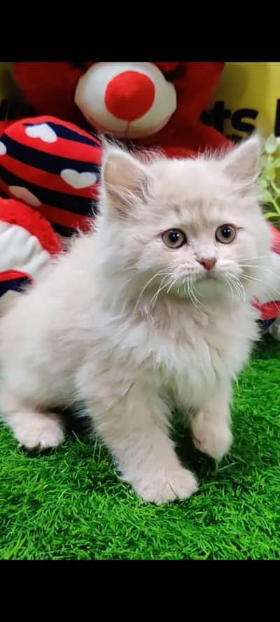 Persian kitten brown colour vaccinated triple coted