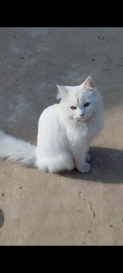 Persian Cat Tripple Coated