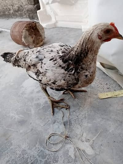 Hens pathay Pair for Sale