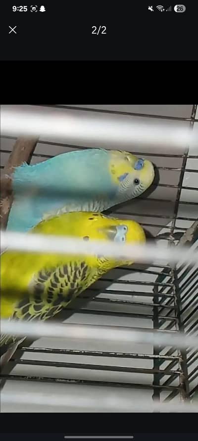 URGENT SALE | CONFIRM  HEALTH BONDED PAIR |