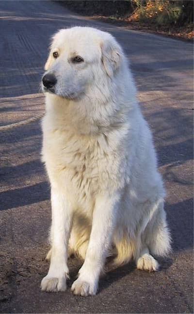 maremmano abruzzese sheepdog, gultair+wolf cross, greyhound puppies