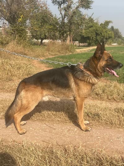 German Shepherd Pair