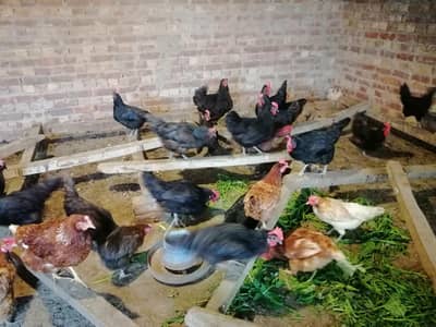 Australorp Available Eggs laying. Full healthy.