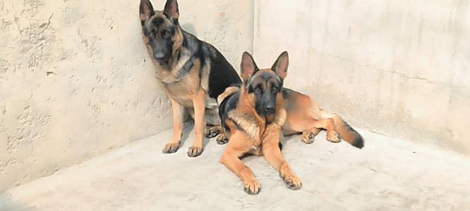 GERMAN SHEPARD PINK PEDIGREE