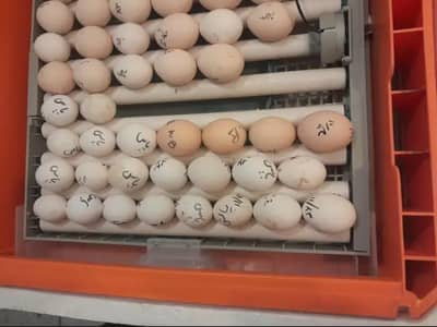 Fancy Eggs Available With 70 Percent Guarantee fertility