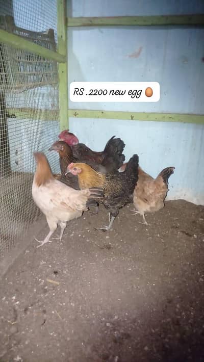 WhatsApp mein full detail ke sath samjha Dunga main aapko