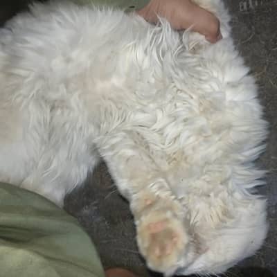 cute face double kot