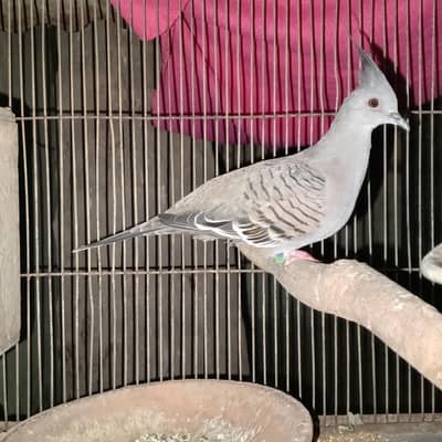 crusted dove ready to first breed pair