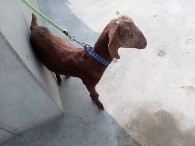 3 Healthy Goats for Sale – 1 Male, 2 Females