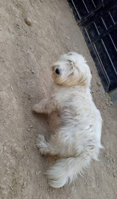 halty and flay full full trand dog  Available