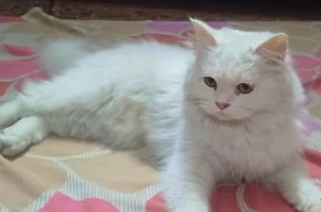 White Cat female, Semi Doll Face, with Triple Coat.