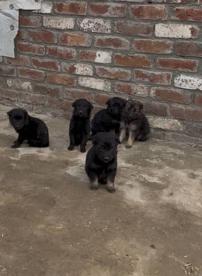 German shepherd Long coat puppies