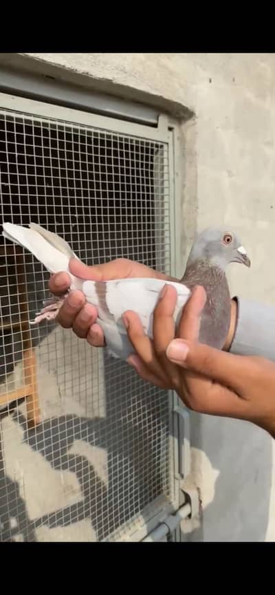 High Quality Qasid Pigeons For Sell