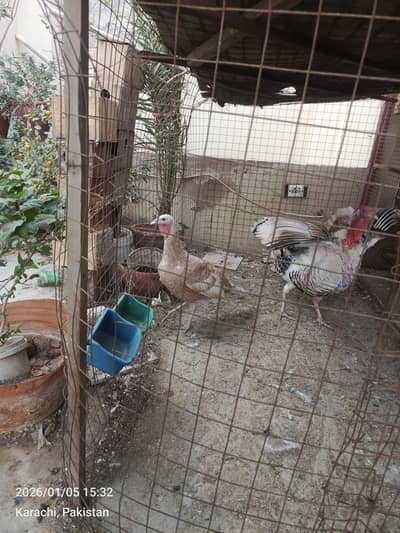 healthy and active breeder pair and chicks available for sale