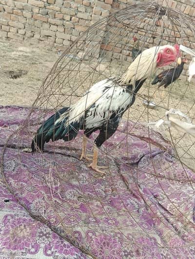 AseeL Shamo and Amroha  Birds