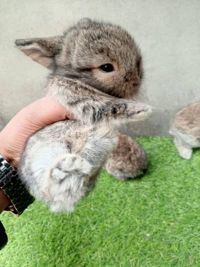 Holland loop A+ quality