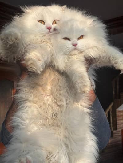Pure White Triple-Coated HA Cat Pair for Sale (Male + Female)