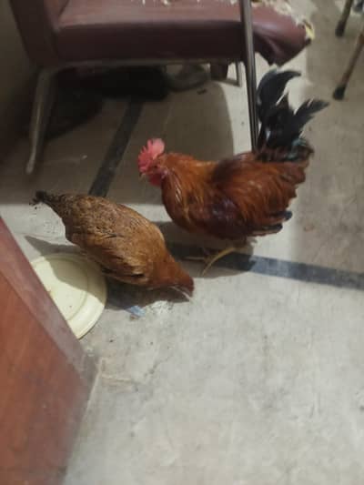 misri hen egg lying start