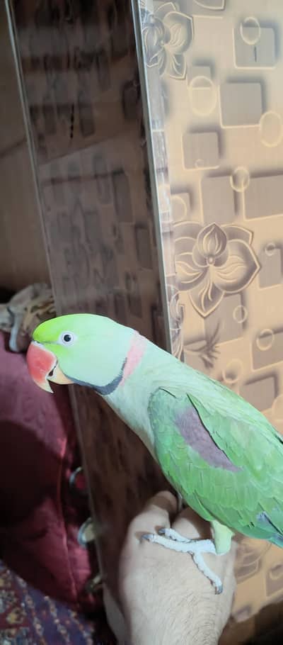 Raw Parrot Male Face To Face Talking, hand tame