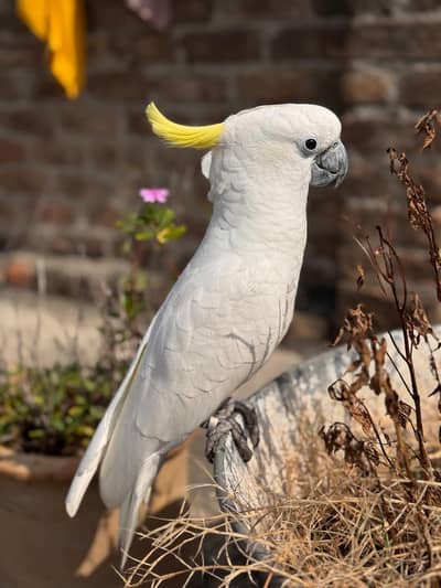 Triton Cockatoo