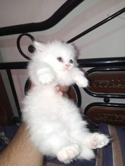 Persian kittens pair