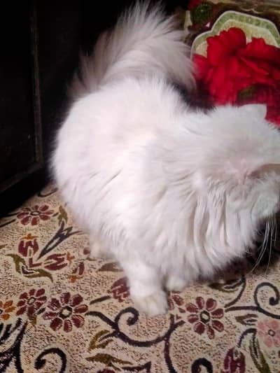 Persian cat
