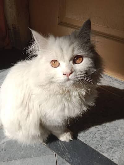 persian cat