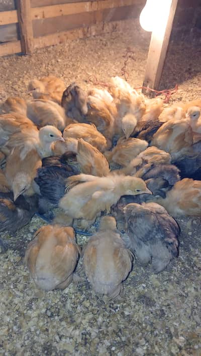 Golden buff. polish. black. buff blue buff. white buff bantam