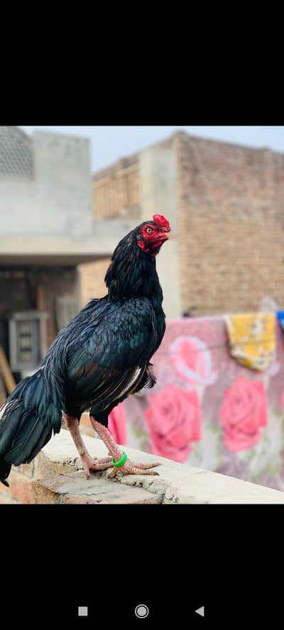 Bohat achi quality ka murga