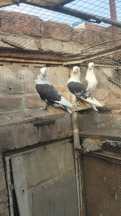 sentinent pigeon 3 pair