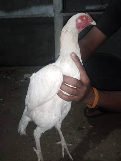 Heera murgha murghi pair