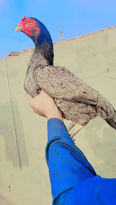 Pure Aseel Saleti Hen