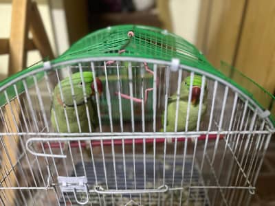 Beautiful full size raw pair