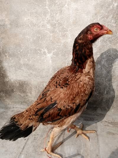 Long hight ki pure aseel madi hai.