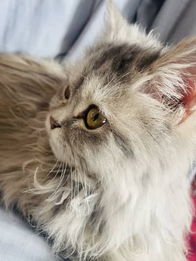 Beautiful persian cat