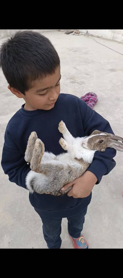 Pair of Rabbits full active 03313600538