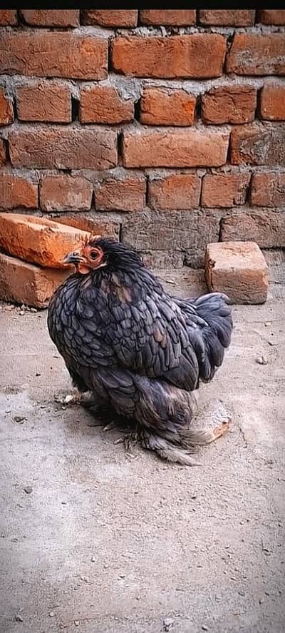 Gray bantam :  blue bantom :Bantom Hen : fancy hen
